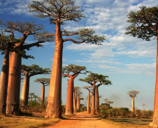 Аллея Баобабов на wikipoints.ru