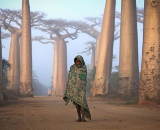 Аллея Баобабов на wikipoints.ru