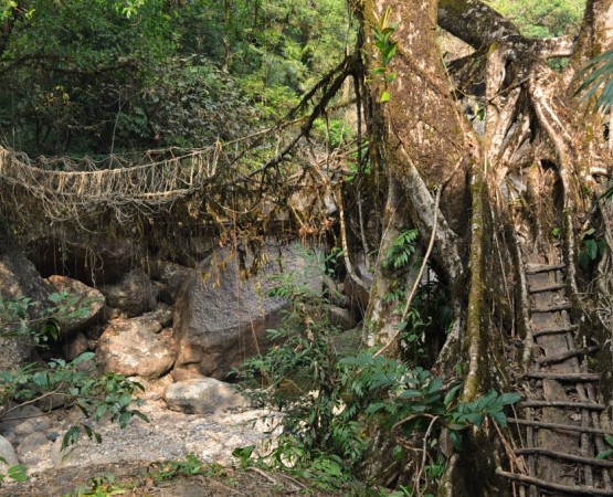 Живые мосты Черапунджи на wikipoints.ru