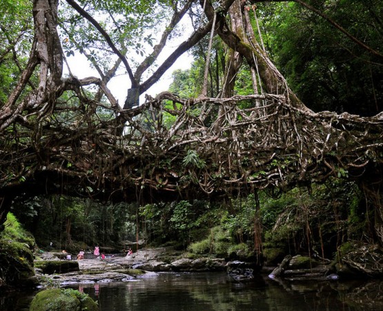 Живые мосты Черапунджи на wikipoints.ru