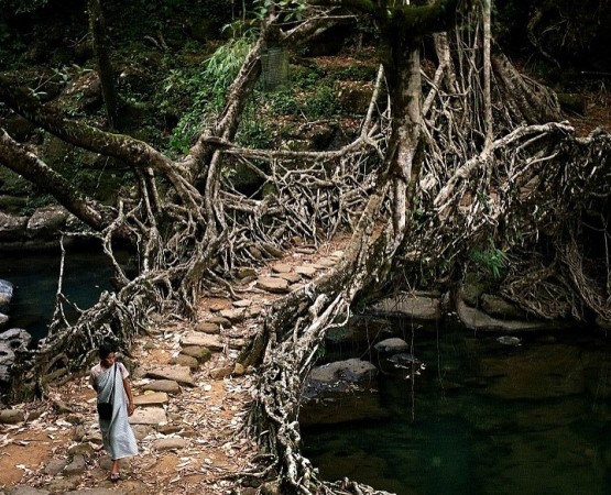 Живые мосты Черапунджи на wikipoints.ru