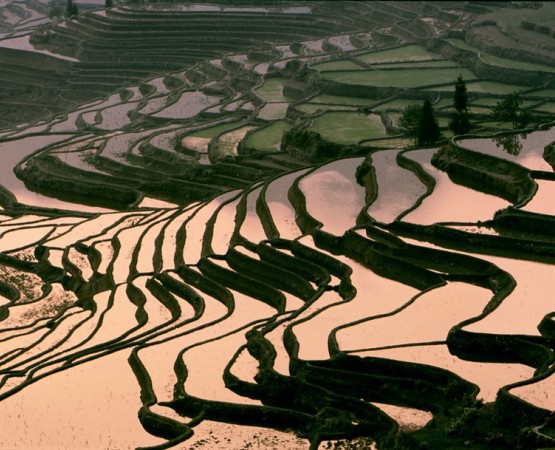 Рисовые террасы на wikipoints.ru