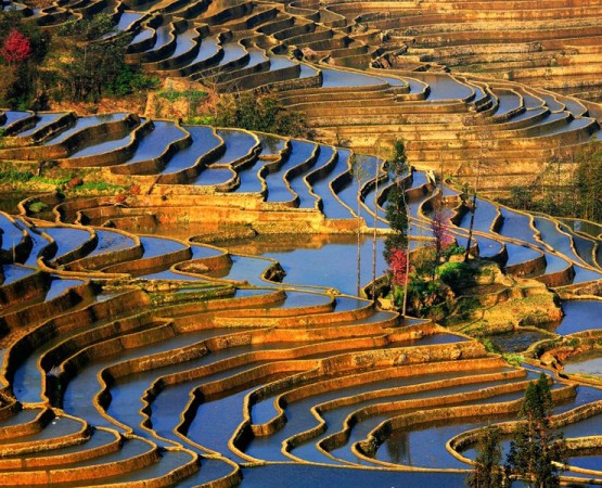 Рисовые террасы на wikipoints.ru