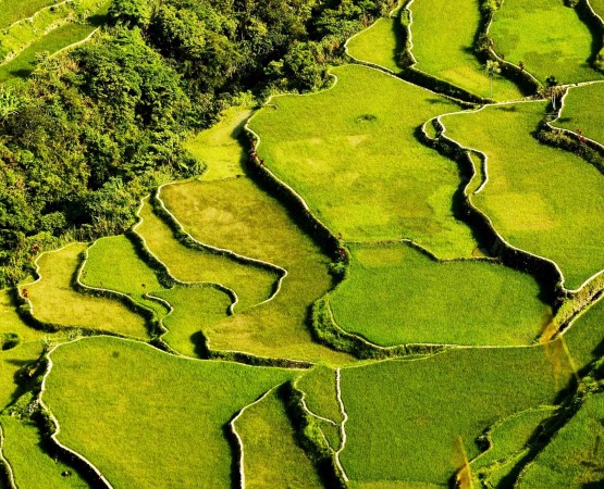 Рисовые террасы на wikipoints.ru