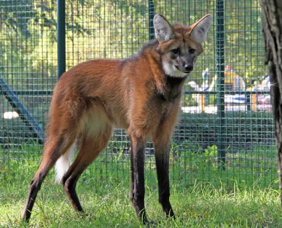 Берлинский зоопарк на wikipoints.ru