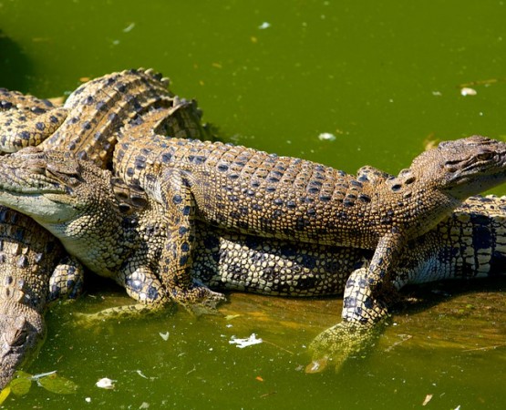 Парк Крокодилов на wikipoints.ru