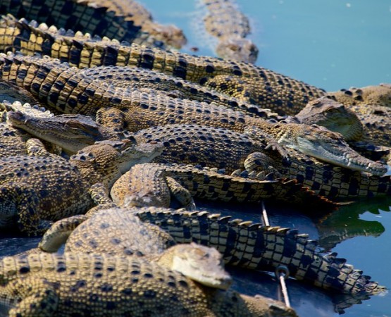 Парк Крокодилов на wikipoints.ru