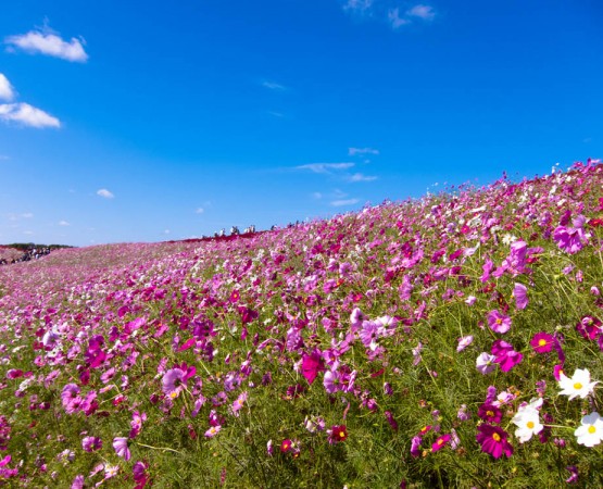 Парк Хитачи Сисайд на wikipoints.ru