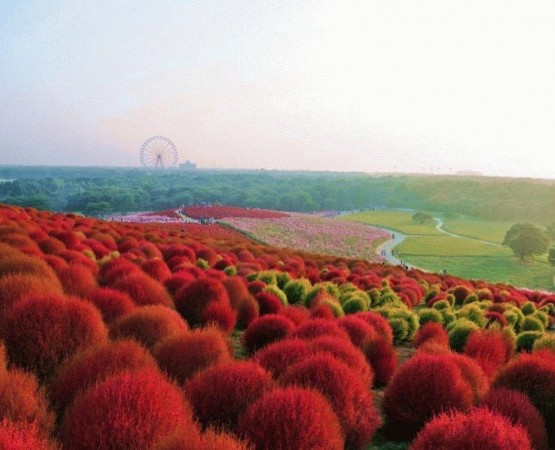 Парк Хитачи Сисайд на wikipoints.ru