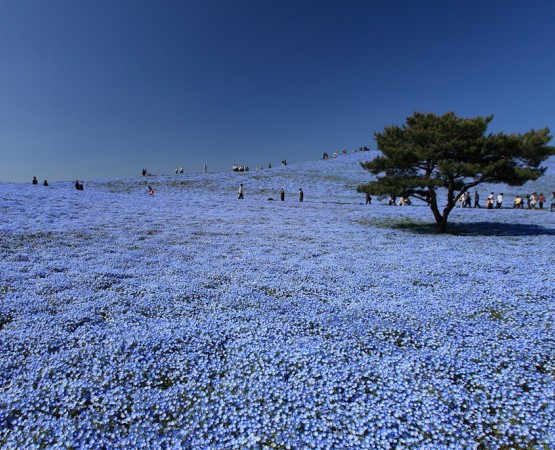 Парк Хитачи Сисайд на wikipoints.ru