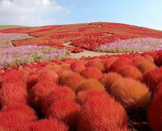 Парк Хитачи Сисайд на wikipoints.ru