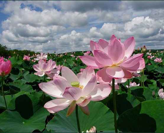 Долина лотосов на wikipoints.ru