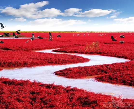 Красный пляж Паньцзинь на wikipoints.ru