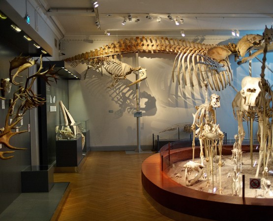 Музей естествознания Хельсинки на wikipoints.ru