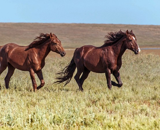 Озеро Маныч-Гудило на wikipoints.ru