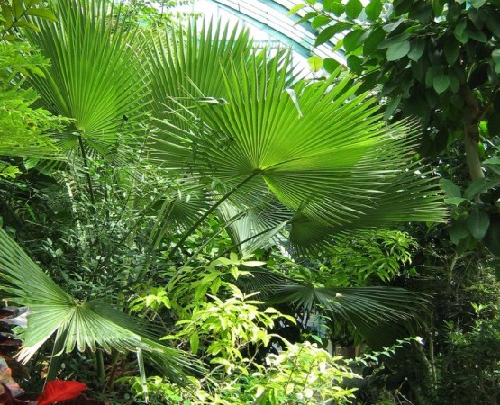 Оранжерейный сад Отей на wikipoints.ru