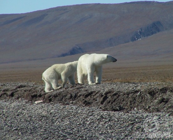 Остров Врангеля на wikipoints.ru