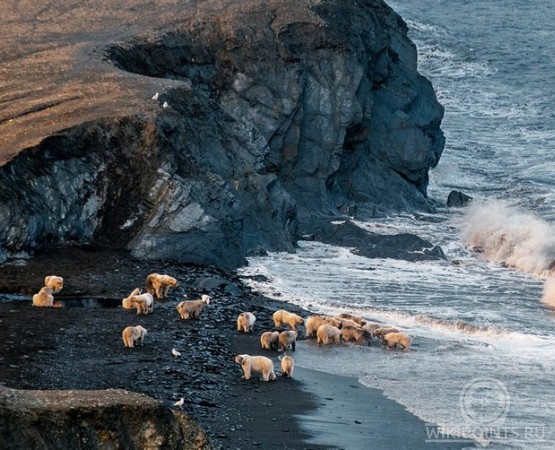 Остров Врангеля на wikipoints.ru