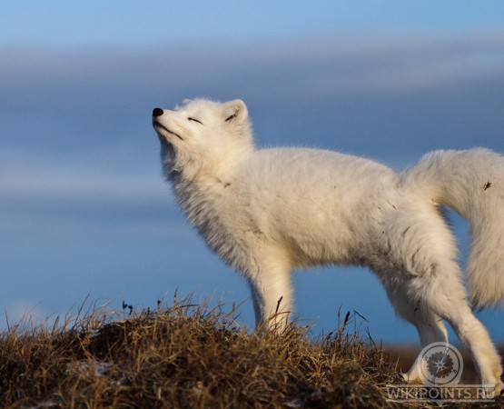 Остров Врангеля на wikipoints.ru