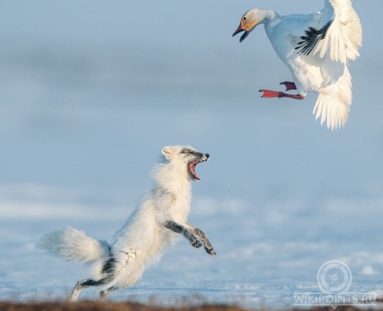Остров Врангеля на wikipoints.ru