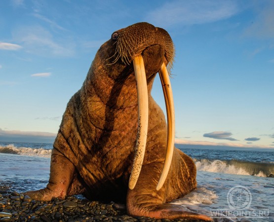 Остров Врангеля на wikipoints.ru