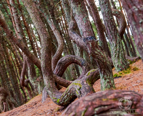 Танцующий лес на wikipoints.ru