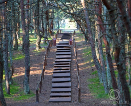 Танцующий лес на wikipoints.ru