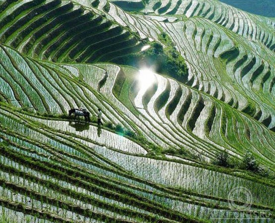 Рисовые террасы Лунцзи на wikipoints.ru