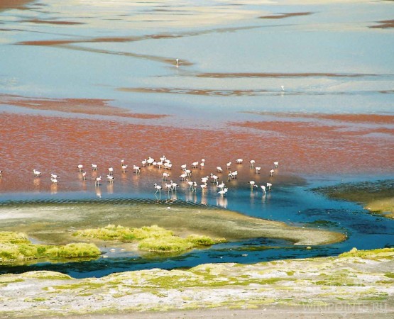 Лагуна Колорада на wikipoints.ru