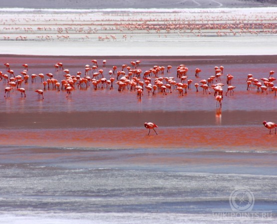 Лагуна Колорада на wikipoints.ru