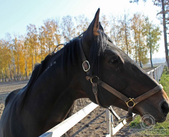 Злынский конезавод на wikipoints.ru