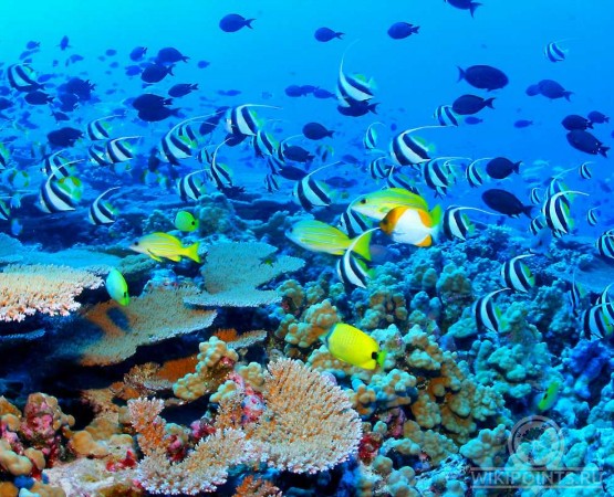 Большой Барьерный риф на wikipoints.ru